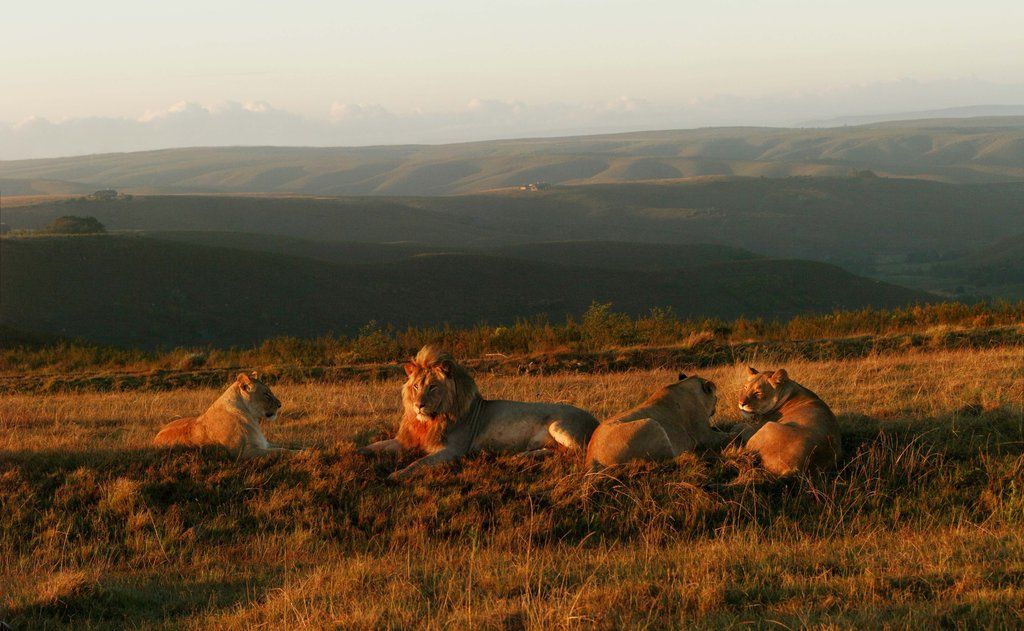 Gondwana Game Reserve Herbertsdale Eksteriør bilde