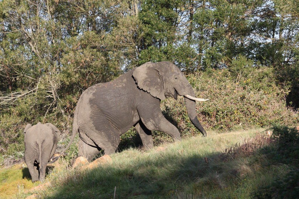 Gondwana Game Reserve Herbertsdale Eksteriør bilde