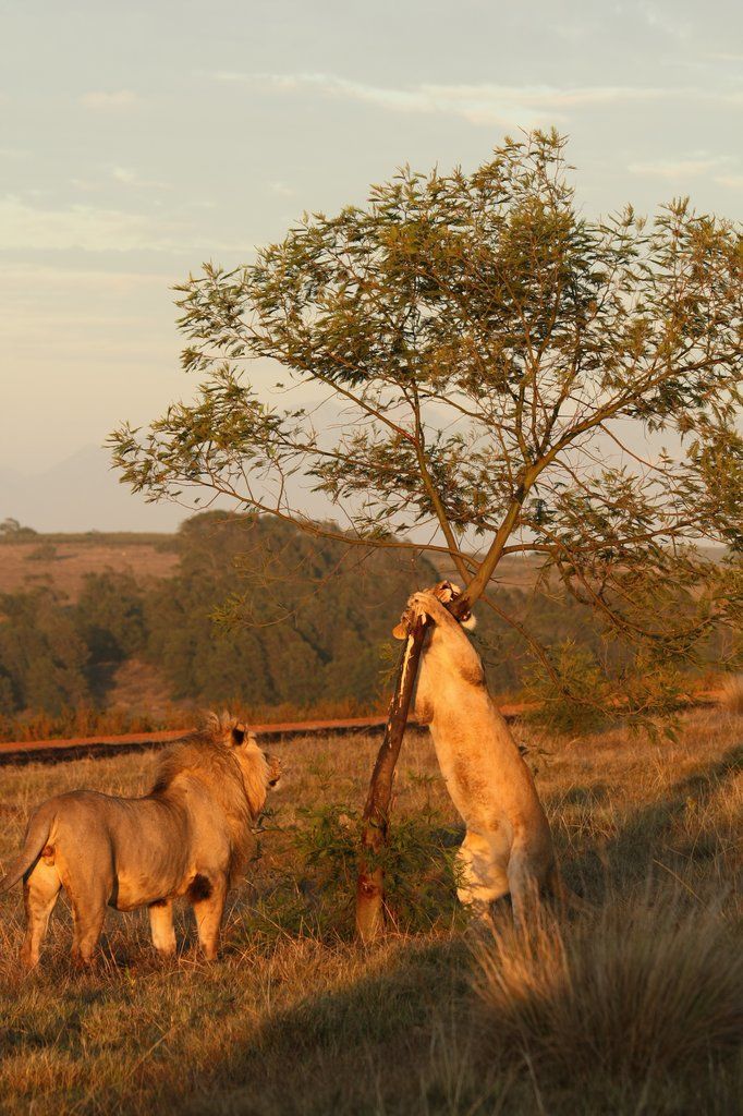 Gondwana Game Reserve Herbertsdale Eksteriør bilde