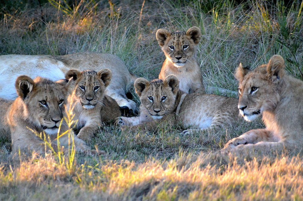 Gondwana Game Reserve Herbertsdale Eksteriør bilde