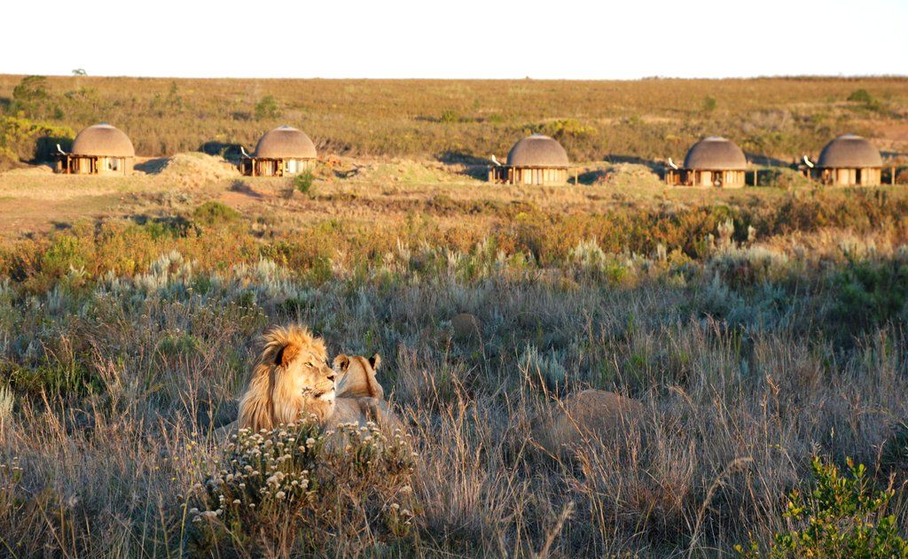 Gondwana Game Reserve Herbertsdale Eksteriør bilde